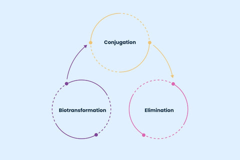 three-phases-of-liver-detoxification