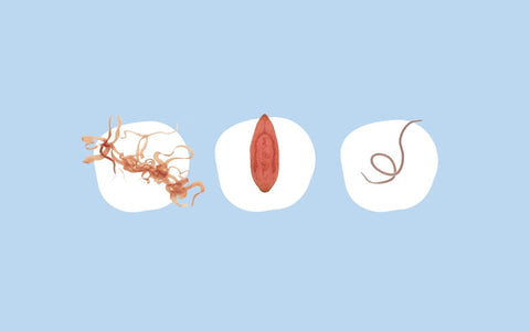 human-parasites