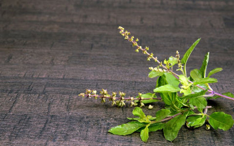 Why-Tulsi-Is-The-Holy-Basil